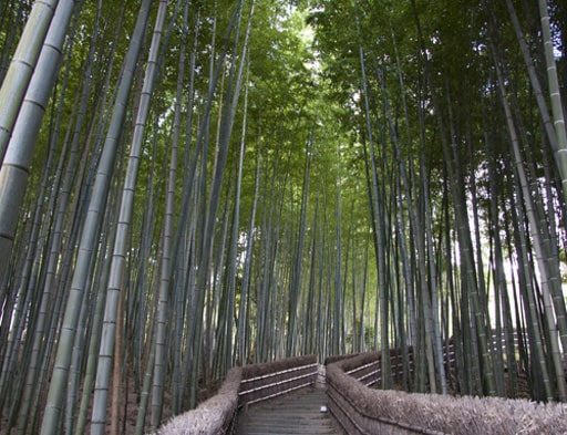 京都　化野念仏寺境内の竹林を上って六面六体体地蔵と墓地へ。