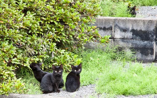 京都　智積院境内にいた猫たち
