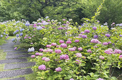 京都　智積院の金堂