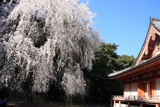 京都　醍醐寺の金堂横の枝垂桜