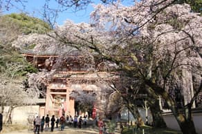 京都　醍醐寺の西大門の桜