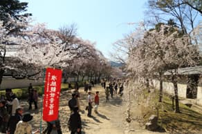 京都　醍醐寺の参道の桜