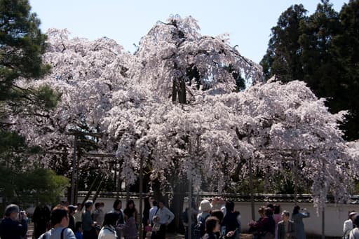 京都　醍醐寺（下醍醐）塔頭、三宝院前の枝垂桜