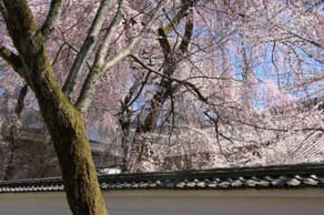 京都　醍醐寺の枝垂桜