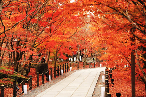 京都　永観堂境内の紅葉