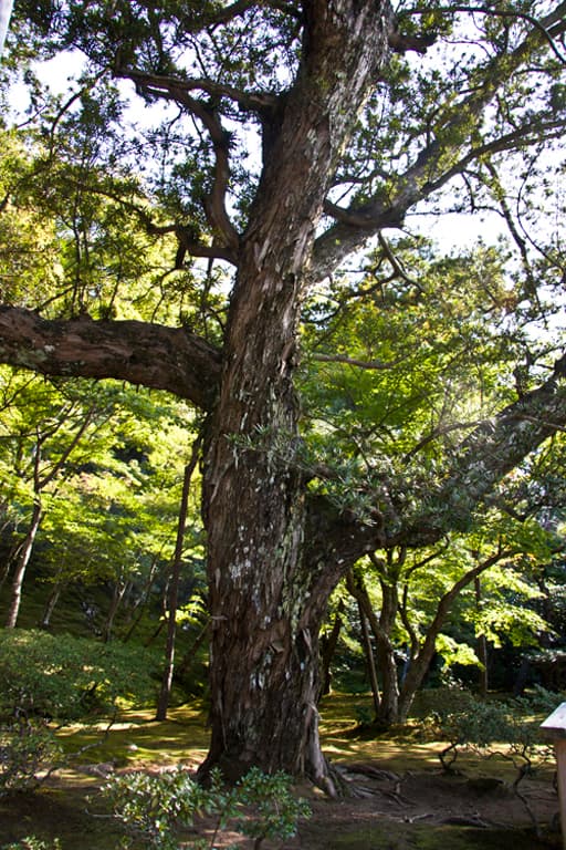 銀閣寺境内の樹齢500年といわれる千代の槇