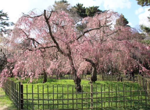 京都御苑の近衛邸跡の枝垂桜