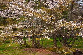 京都御苑の東側、迎賓館の西側に黒松の幹に山桜「松桜」が生育する様子