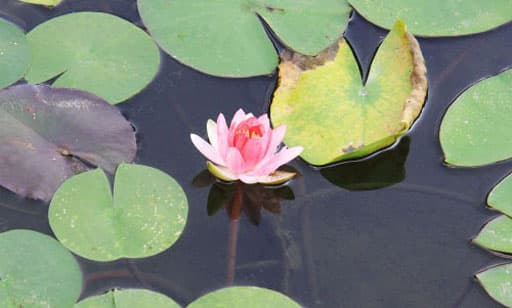 京都　平安神宮の神苑、池に浮かぶ蓮の花