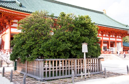 京都　平安神宮の右近の橘