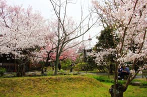 東本願寺の飛び地境内にある渉成園の桜