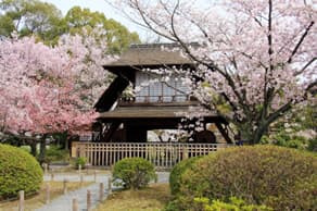 京都　東本願寺の飛び地境内にある渉成園の桜