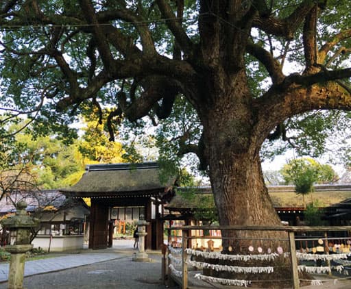 京都　平野神社境内の御神木のクスノキ