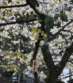 京都　平野神社の「寝覚桜」