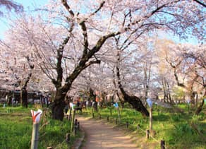 京都　平野神社の桜苑