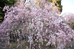 京都　平野神社の桜苑の枝垂桜