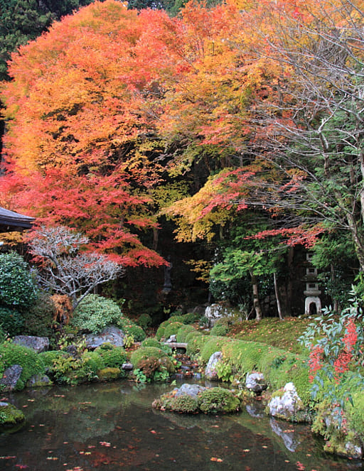 京都　寂光院の四方正面の池