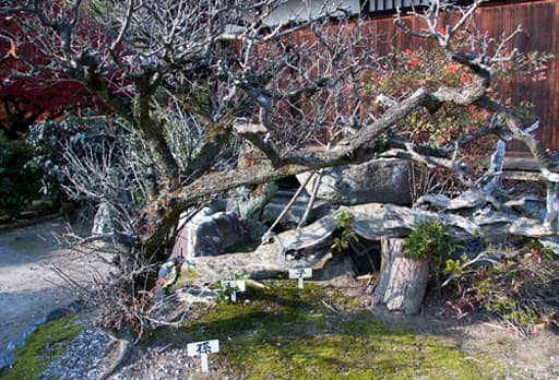 京都　勧修寺境内の臥龍の老梅