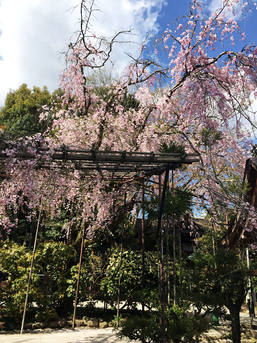 京都　上賀茂神社の御生桜