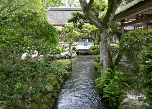 京都　上賀茂神社境内を流れる御手洗川（みたらいがわ）