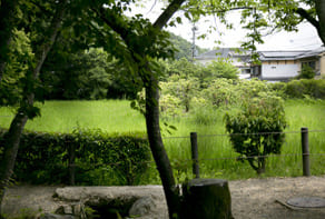 上賀茂神社の境外摂社　大田神社のカキツバタ群生地