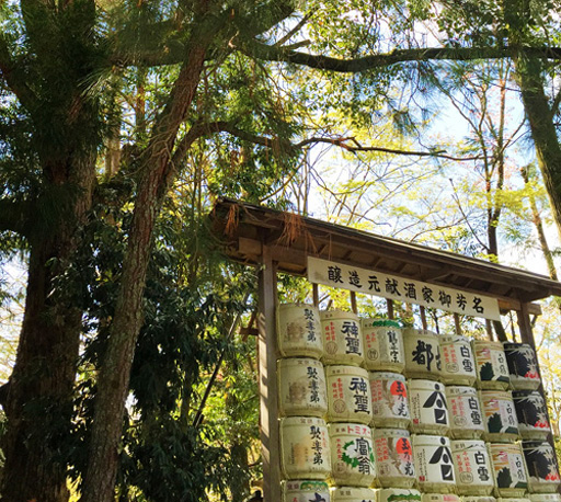 上賀茂神社境内の三叉の松葉をもつ松の木