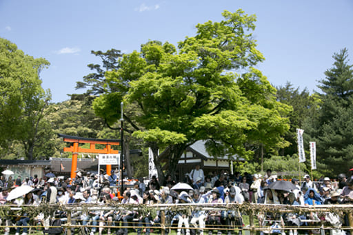 上賀茂神社の葵祭の神事・競馬（くらべうま）でゴール地点となる勝負の楓