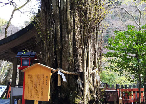 京都　貴船神社の御神木の桂