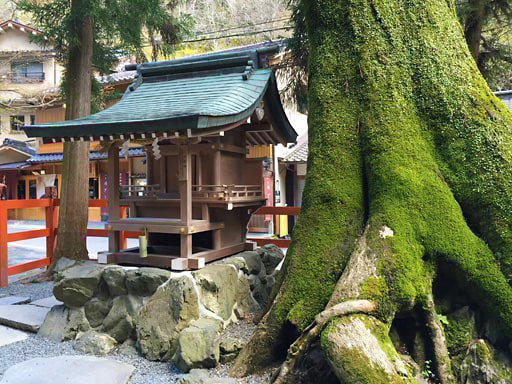 京都　貴船神社の白鬚社とケヤキの巨木