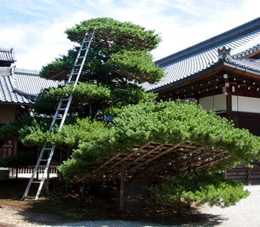 京都　金閣寺境内の陸舟（りくしゅう）の松