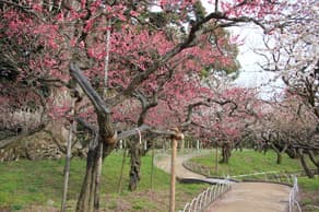 京都　北野天満宮の梅園