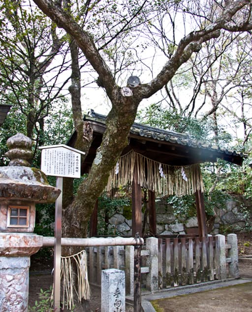 京都　北野天満宮境内の手向山の楓樹