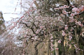 京都　北野天満宮の梅園の枝垂れ梅