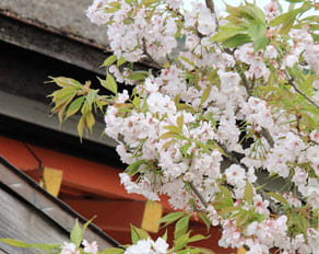 京都　清水寺の鎮守社・地主神社の地主桜（御車返しの桜）