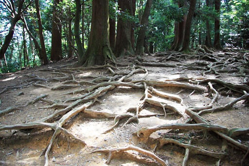 京都　鞍馬寺の木の根道