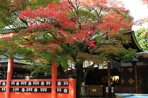 京都　車折神社（くるまざきじんじゃ）拝殿前の紅葉