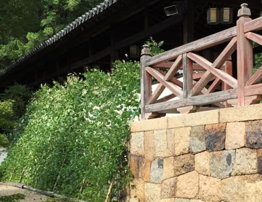 京都　萬福寺境内に栽培されている隠元豆と天王殿のたすき勾欄
