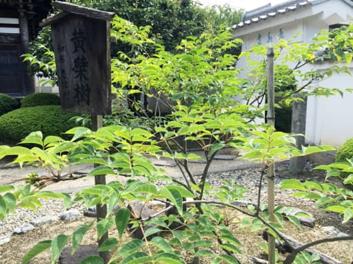 京都　萬福寺で栽培されている黄檗（キハダ）の樹