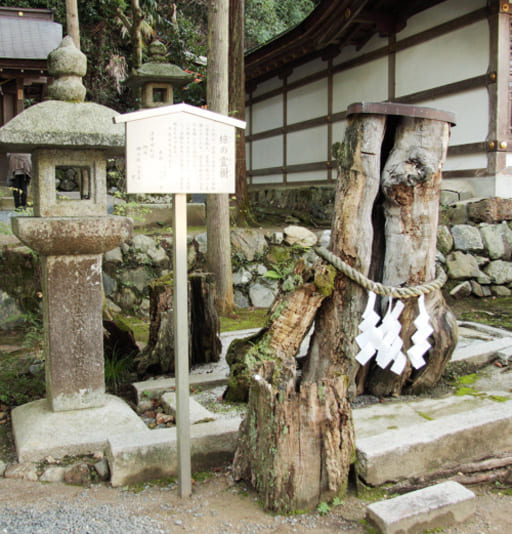 京都　松尾大社境内の椋の霊樹