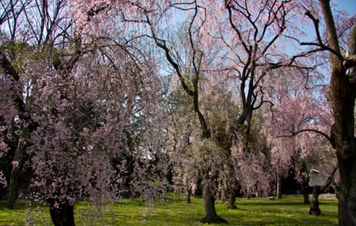 京都　二条城の桜の園