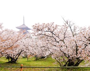 背が低く遅咲きの八重で名高い仁和寺の御室桜