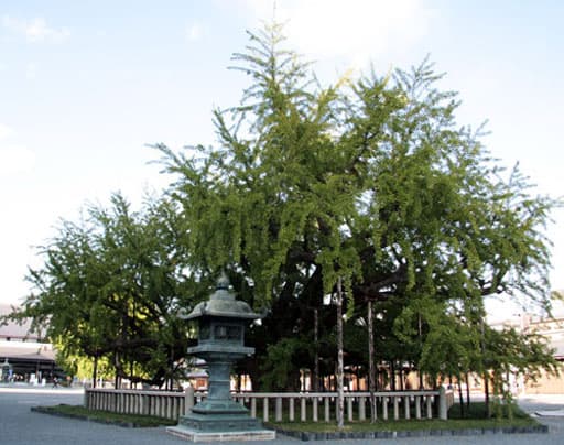 京都　西本願寺境内の「逆さ銀杏」とよばれる大銀杏