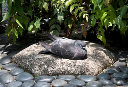 六角堂境内で鳩に占領される「へそ石」