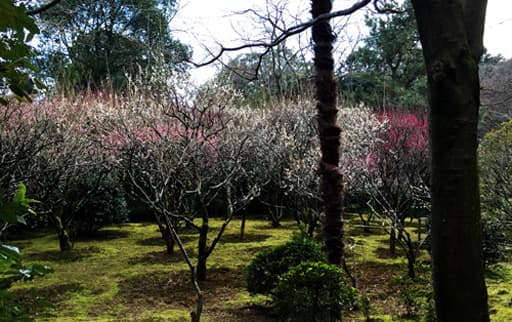京都　龍安寺の梅園