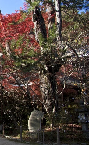 西明寺境内にある槇の巨木