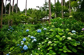 京都大原にある三千院の紫陽花苑