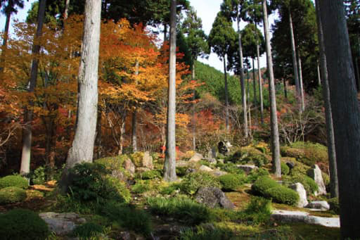 京都大原にある三千院境内の慈眼の庭