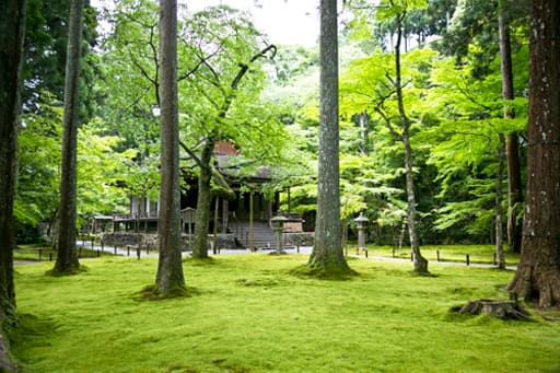京都大原にある三千院境内の新緑と往生極楽院