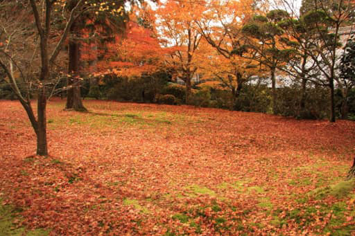 京都大原にある三千院の有清園の一面の散りもみじ