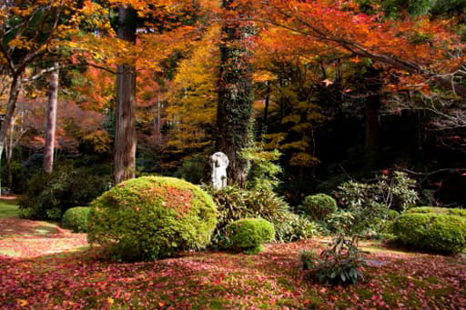 京都大原にある三千院の庭園、有清園